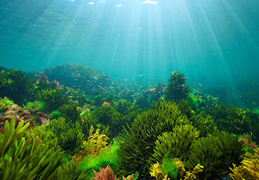 Seaweed and seagrass underwater